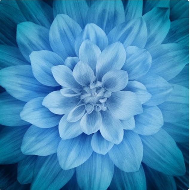 Hoffman Dream Big Floral Panel Atlantic.