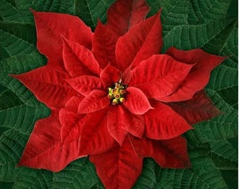 Hoffman Dream Big Holiday Panel RedPoinsettia.