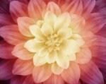 Hoffman Dream Big Floral Panel Sugarplum.