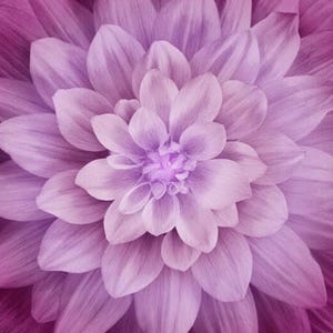 Hoffman Dream Big Floral Panel Magenta