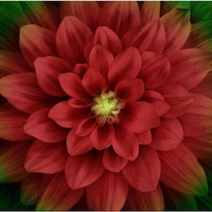Hoffman Dream Big Floral Panel Scarlet. 100% Cotton Fabric Panel.