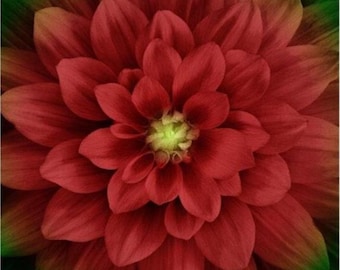 Hoffman Dream Big Floral Panel Scarlet. 100% Cotton Fabric Panel.