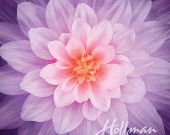 Hoffman Dream Big Floral Panel Orchid.