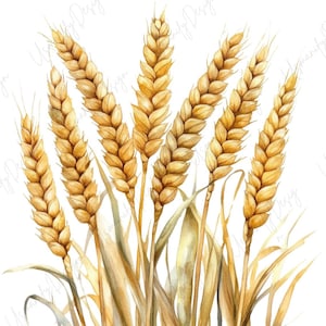 17 akvarell vete clipart, rustik gårdsskörd PNG, botaniskt gräs, lantlig köksinredning, skräpjournal, pappershantverk, högkvalitativa PNG:er