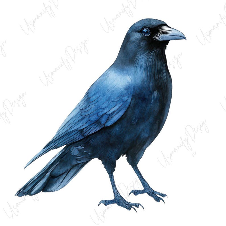 May include: A watercolor illustration of a crow, rendered in shades of blue and black. The bird is depicted in a side profile, showcasing its detailed feathers, beak, and eye. The artwork has a realistic style against a white background.