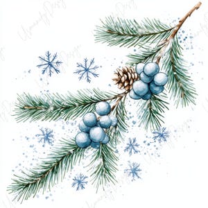 Pu&ograve; includere: Illustrazione ad acquerello a tema vacanze invernali. Un ramo di pino con bacche blu e una pigna &egrave; circondato da fiocchi di neve blu e goccioline d'acqua. L'opera d'arte &egrave; su sfondo bianco.