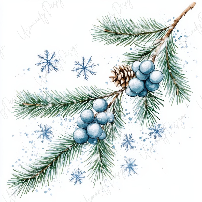 Pu&ograve; includere: Illustrazione ad acquerello a tema vacanze invernali. Un ramo di pino con bacche blu e una pigna &egrave; circondato da fiocchi di neve blu e goccioline d'acqua. L'opera d'arte &egrave; su sfondo bianco.