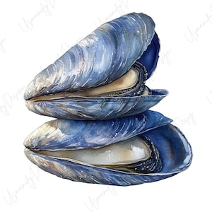 May include: Watercolor illustration of three blue mussels stacked on top of each other. The shells are a gradient of blue and gray, with a pearlescent interior. The mussels are open, revealing the beige flesh inside.