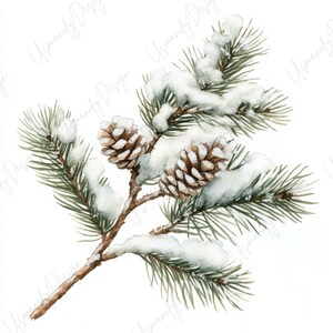 Pu&ograve; includere: Illustrazione ad acquerello di un ramo di pino innevato con due pigne. Il ramo &egrave; marrone, con aghi verdi e neve bianca. Le pigne sono marroni e dettagliate. L'immagine ha un tema invernale o festivo.