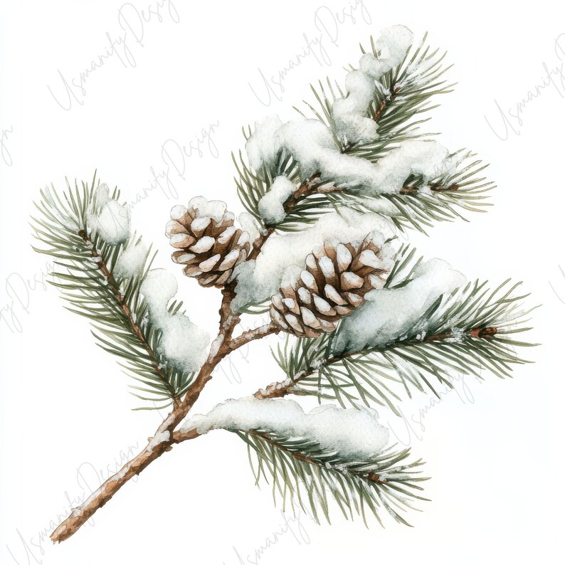 Pu&ograve; includere: Illustrazione ad acquerello di un ramo di pino innevato con due pigne. Il ramo &egrave; marrone, con aghi verdi e neve bianca. Le pigne sono marroni e dettagliate. L'immagine ha un tema invernale o festivo.