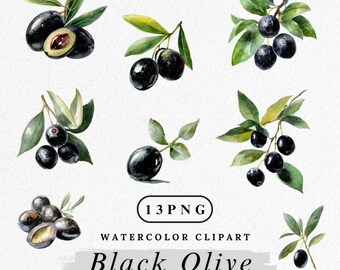 Könnte beinhalten: Aquarell-Clipart mit mehreren Zweigen schwarzer Oliven mit grünen Blättern. Einige Oliven sind ganz, andere sind aufgeschnitten und zeigen das Innere der Olive. Der Text "Black Olive" ist unter den Illustrationen zu sehen.
