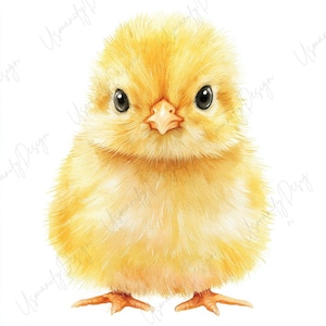 Op de afbeelding: Een aquarel illustratie van een pluizig geel kuiken met grote, donkere ogen en een oranje snavel. Het kuiken kijkt naar voren, met zijn kleine oranje voetjes zichtbaar. De achtergrond is effen wit.