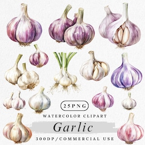 Clipart di aglio, PNG di aglio acquerello, Clip art di erbe aromatiche e verdure, PNG di bulbi d'aglio, PNG di verdure da fattoria, sfondo trasparente
