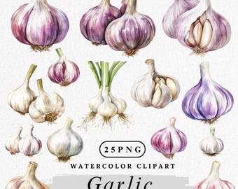 Watercolor Garlic Clipart: Farmhouse Herb PNGs (Digital Download)