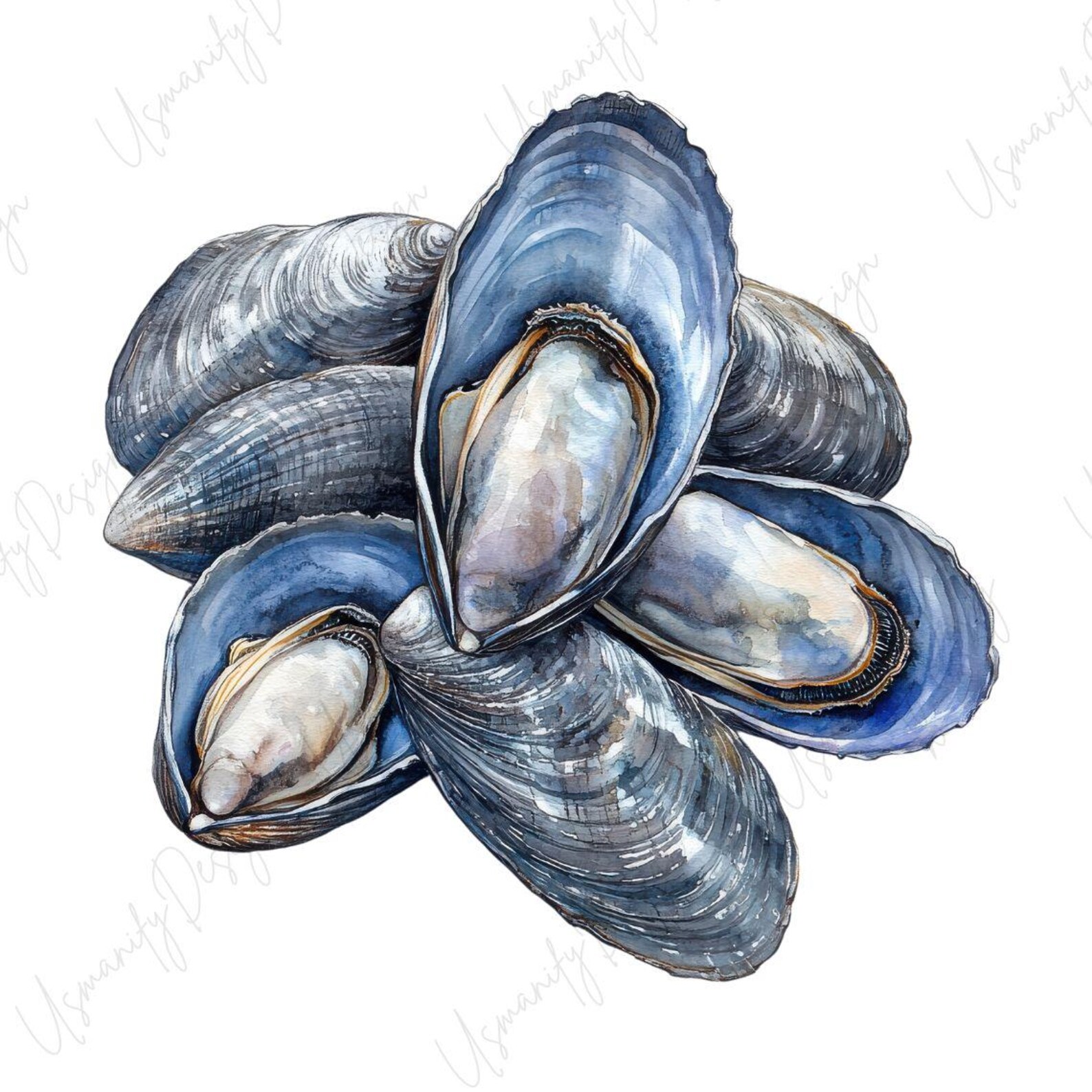 24 Watercolor Mussel Clipart PNG Set, Blue Mussel Illustration, Seafood ...