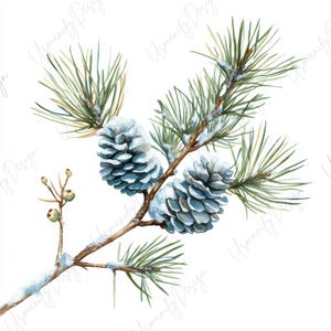 Pu&ograve; includere: Illustrazione ad acquerello di un ramo di pino con due pigne blu spolverate di neve. Il ramo ha aghi verdi ed &egrave; ambientato su uno sfondo bianco. L'immagine ha un tema invernale o festivo.