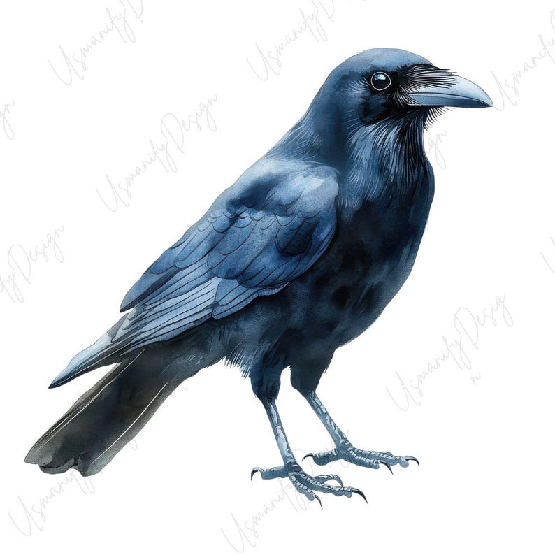May include: Watercolor illustration of a crow in shades of blue and black. The bird is depicted in a side profile, with detailed feathers and a sharp beak. The crow stands on two legs against a white background, showcasing the bird's elegant posture.