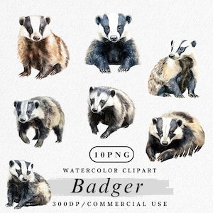 Badger Clipart, Watercolor Woodland Animal PNG, Forest Creature, Cute Wildlife Clip Art, Baby Badger Graphic, Digital, Commercial Use
