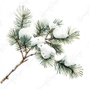 Pu&ograve; includere: Illustrazione ad acquerello di un ramo di pino con aghi verdi e neve bianca. Il ramo &egrave; marrone e presenta piccoli dettagli. La neve &egrave; soffice e copre parte degli aghi. L'immagine &egrave; su sfondo bianco.