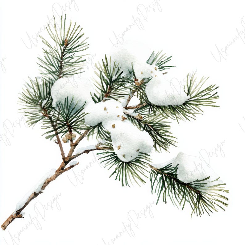 Pu&ograve; includere: Illustrazione ad acquerello di un ramo di pino con aghi verdi e neve bianca. Il ramo &egrave; marrone e presenta piccoli dettagli. La neve &egrave; soffice e copre parte degli aghi. L'immagine &egrave; su sfondo bianco.