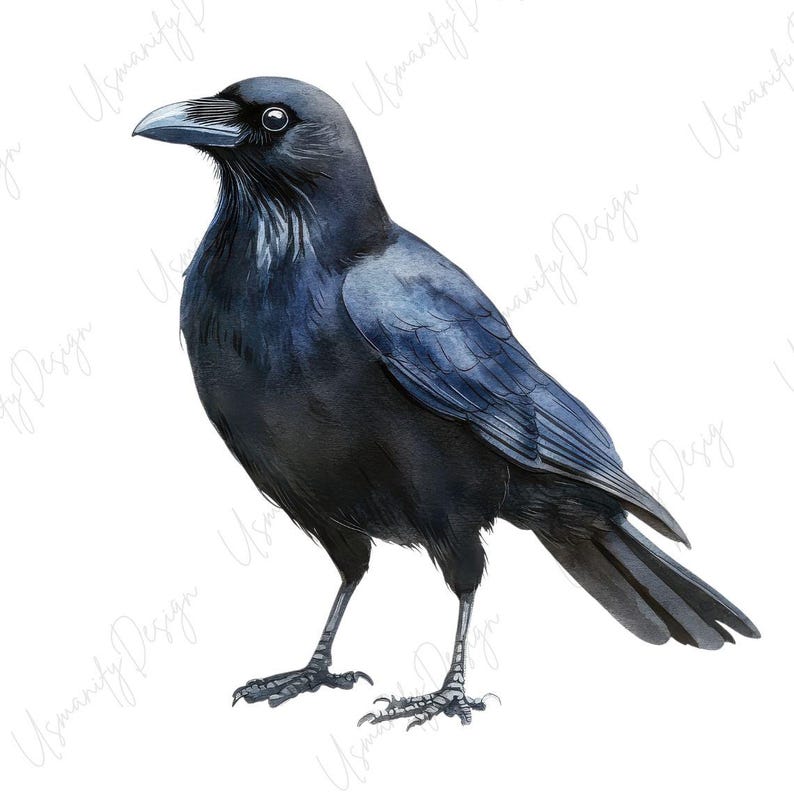 May include: Watercolor illustration of a crow. The bird is depicted in shades of black and dark blue, with detailed feather textures and a sharp beak. The crow stands on two legs against a white background, showcasing its realistic features.