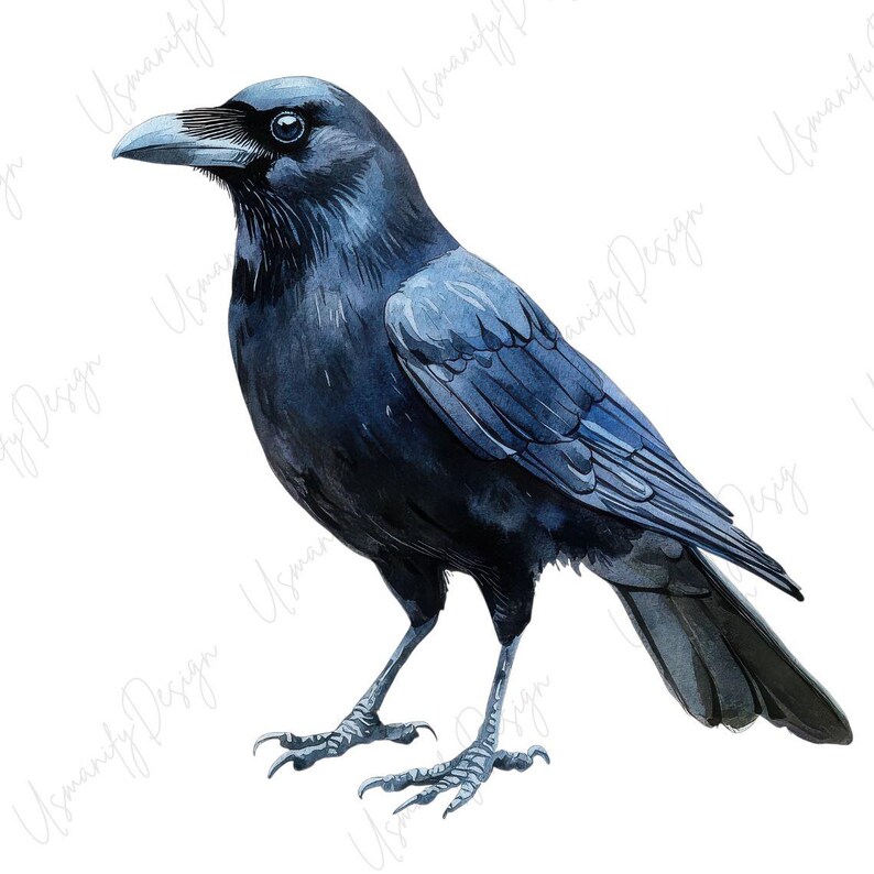 May include: Watercolor illustration of a crow in shades of blue and black. The bird is depicted standing, with detailed feathers and a sharp beak. The artwork has a realistic style, with a focus on the bird's features and posture.