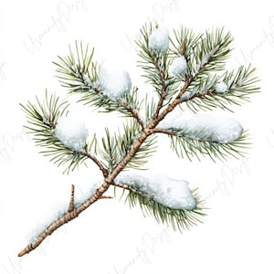 Pu&ograve; includere: Illustrazione ad acquerello di un ramo di pino innevato. Il ramo &egrave; marrone con aghi verdi e neve bianca. L'immagine ha un tema invernale o festivo.