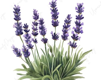 18 Watercolor Lavender Clipart, Purple Lavender PNG, Botanical Herb, Provence Flower Art, Junk Journal, Paper Craft, High Quality PNGs