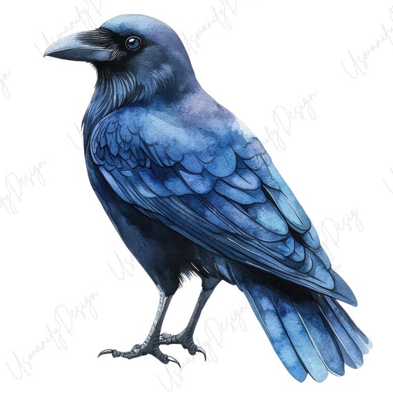19 Watercolor Crow Clipart PNG, Raven Bird Bundle, Gothic Crow PNG Set, Dark Bird, Junk Journal, Paper Craft, High Resolution PNG