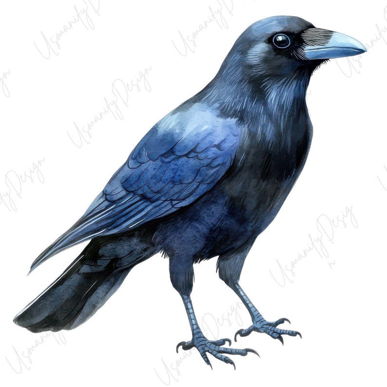 May include: Watercolor illustration of a crow. The bird is depicted in shades of blue and black, with detailed feather textures. The crow stands with its legs slightly apart, showcasing its claws and beak.