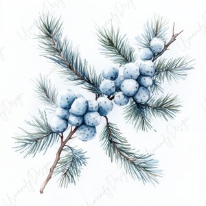 Pu&ograve; includere: Illustrazione ad acquerello di bacche invernali e aghi di pino. L'immagine presenta grappoli di bacche azzurre su steli marroni, circondati da aghi di pino verdi e verde-azzurro, il tutto su sfondo bianco. L'opera d'arte ha un'estetica morbida e naturale.