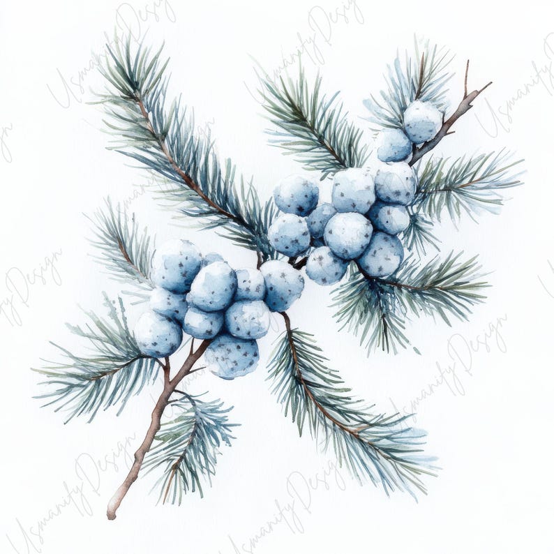 Pu&ograve; includere: Illustrazione ad acquerello di bacche invernali e aghi di pino. L'immagine presenta grappoli di bacche azzurre su steli marroni, circondati da aghi di pino verdi e verde-azzurro, il tutto su sfondo bianco. L'opera d'arte ha un'estetica morbida e naturale.