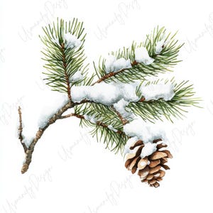 Pu&ograve; includere: Illustrazione ad acquerello di un ramo di pino innevato con aghi verdi e una pigna marrone. L'immagine &egrave; ambientata su uno sfondo bianco, evocando un tema invernale o festivo.
