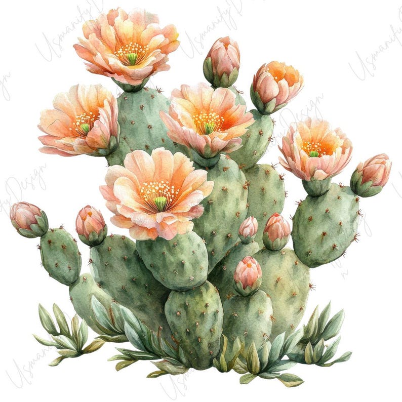 May include: Watercolor illustration of a prickly pear cactus with multiple pads and vibrant peach-colored flowers. The cactus has green pads and is surrounded by small green succulents. The flowers have yellow centers.
