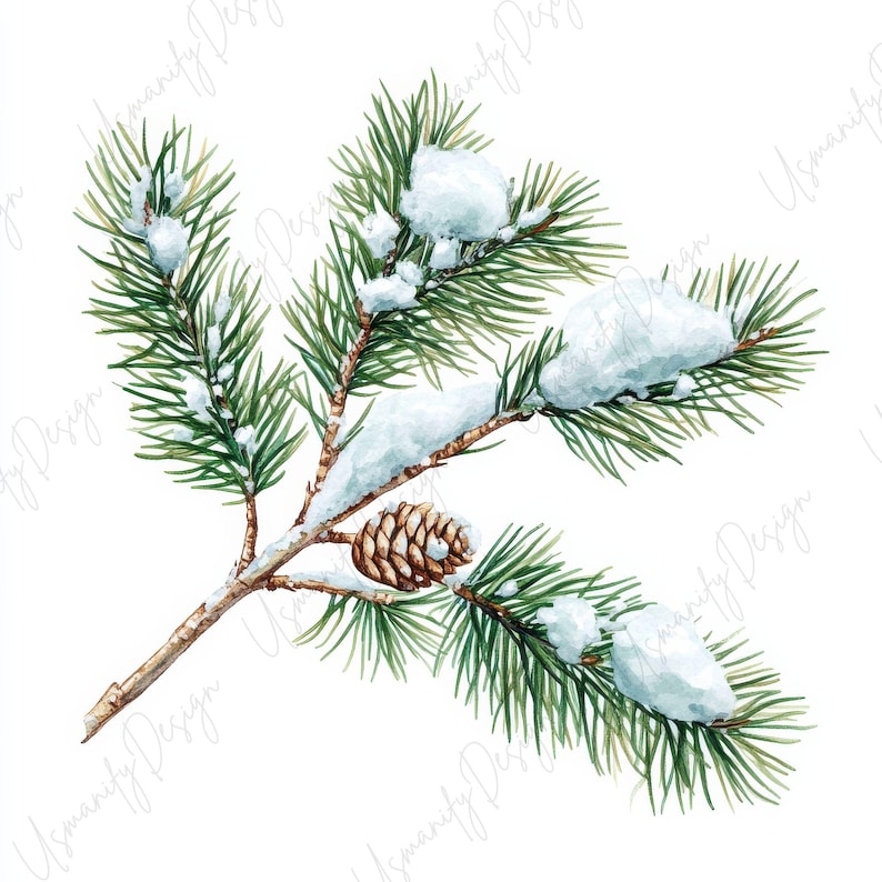 Pu&ograve; includere: Illustrazione ad acquerello di un ramo di pino con aghi verdi, neve e una pigna. Il ramo &egrave; marrone, la pigna &egrave; marrone chiaro e la neve &egrave; bianca e soffice.