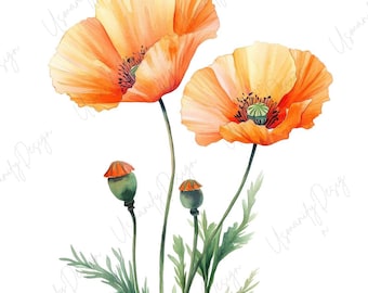 21 Watercolor Poppy Clipart PNG, Orange & Yellow Wildflower Bouquet, Floral Botanical PNG Set, Junk Journal Ephemera, Commercial Use