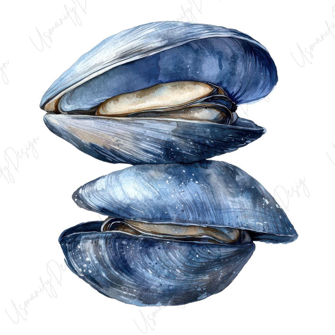 Abstract Shellfish Art 24 Watercolor Mussel Clipart PNG Set, Blue Mussel Illustration, Seafood ...