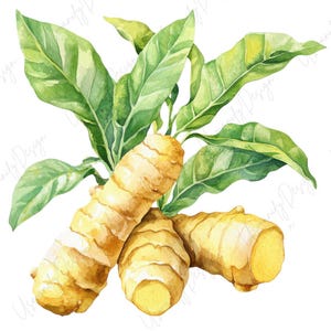 May include: Watercolor illustration of turmeric roots and leaves. The image features three turmeric rhizomes in shades of yellow and tan, with vibrant green leaves. The artwork is set against a white background, highlighting the natural colors.