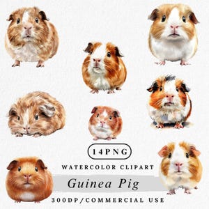 Clipart de cochon d'Inde, mignon animal de compagnie PNG, art aquarelle de cochon d'Inde, petit animal Clip Art, rongeur animal de compagnie PNG, Images de scrapbooking, création de papier