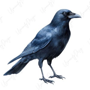 May include: Watercolor illustration of a crow in shades of blue and black. The bird is standing, with detailed feathers and a sharp beak. The artwork has a realistic style and is set against a white background.