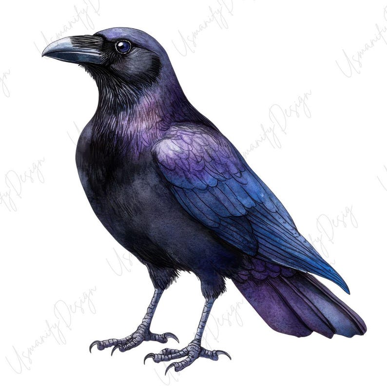 May include: Watercolor illustration of a crow with black, purple, and blue plumage. The bird is depicted in a side profile, showcasing its sharp beak and detailed feather textures. The crow stands on two feet against a white background.