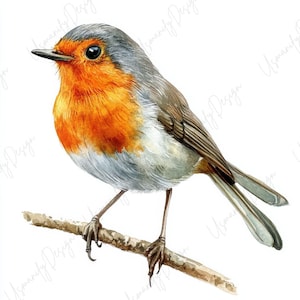 Pode incluir: Ilustração em aquarela de um pisco-de-peito-ruivo europeu empoleirado num galho. A ave apresenta um peito laranja vibrante, cabeça cinzenta e asas castanhas. As suas patas delicadas agarram o galho, mostrando uma representação artística detalhada.