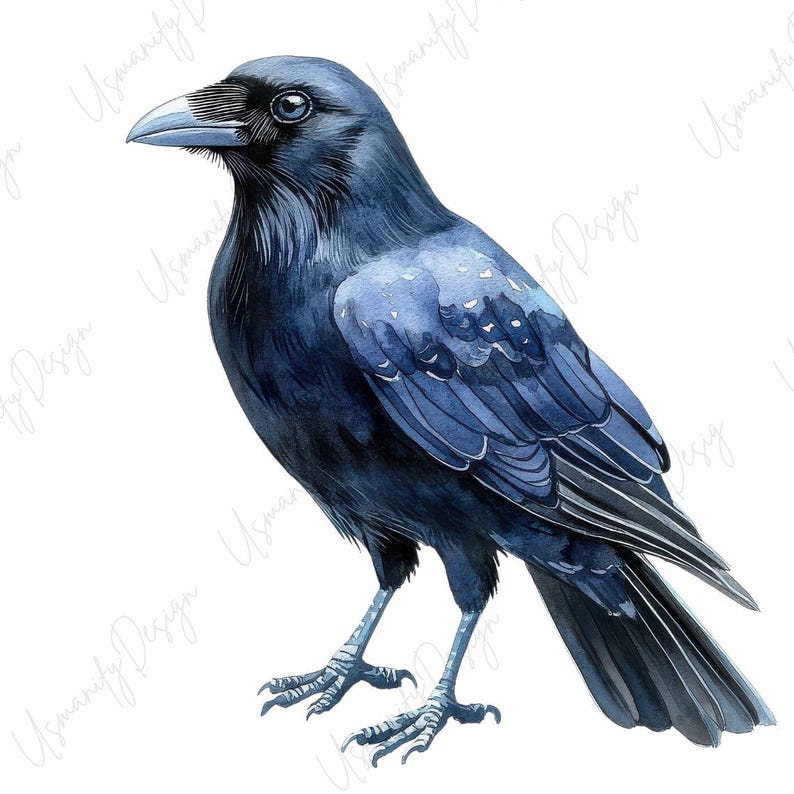 May include: Watercolor illustration of a crow with dark blue and black feathers. The bird is standing with its head turned slightly to the left, showcasing its beak and eye. The artwork has a detailed, realistic style.