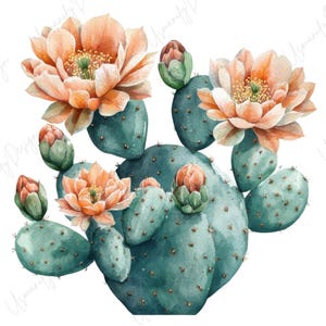 May include: Watercolor illustration of a prickly pear cactus with teal green pads and peach-colored flowers. The image features open blooms and closed buds, showcasing the plant's natural beauty. The artwork is set against a white background.