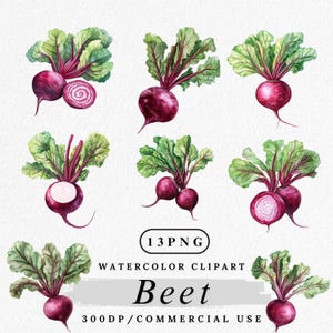 Clipart de betterave, aquarelle de légumes-racines PNG, des aliments frais de la ferme, clipart de betterave rouge, végétarienne biologique PNG, téléchargement numérique, usage Commercial
