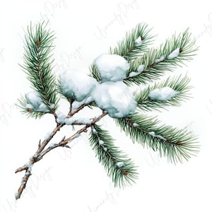 Pu&ograve; includere: Illustrazione ad acquerello di un ramo di sempreverde innevato. Il ramo presenta aghi verdi ed &egrave; cosparso di neve bianca. L'opera d'arte &egrave; ambientata su uno sfondo bianco pulito, evidenziando il tema invernale.