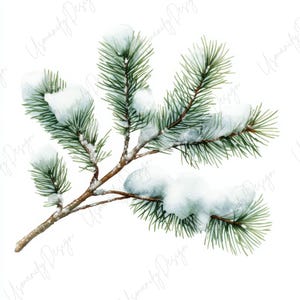 Pu&ograve; includere: Illustrazione ad acquerello di un ramo di pino innevato. Il ramo &egrave; marrone con aghi verdi e neve bianca. L'immagine &egrave; ambientata su uno sfondo bianco, evocando un tema invernale o festivo.