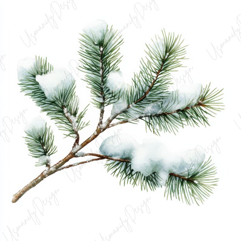Pu&ograve; includere: Illustrazione ad acquerello di un ramo di pino innevato. Il ramo &egrave; marrone con aghi verdi e neve bianca. L'immagine &egrave; ambientata su uno sfondo bianco, evocando un tema invernale o festivo.
