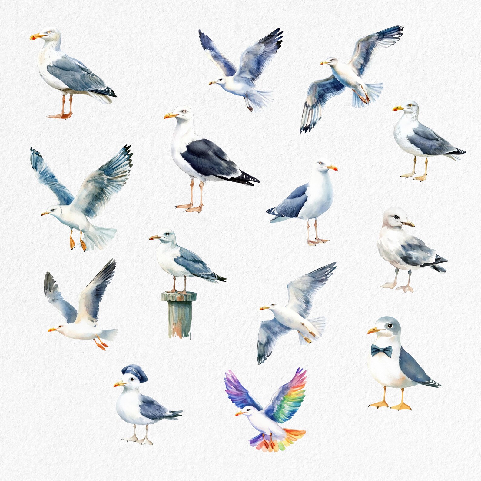 Watercolor Seagull Clipart: 25 Coastal Bird PNG Images (digital ...