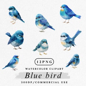 Aquarell Drossel Clipart: Frühlingswald Vogel PNG (Digital Download, 12 PNGs)